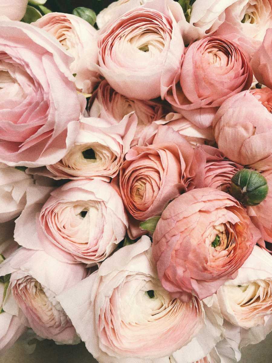 Beautiful flowers in Paraguay